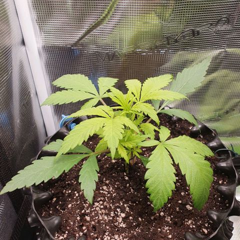 Banana Purple Punch Auto growlog photo: Die Blätter sind gelblich, wie bei dem letzten Grow dieser Sorte.
Könnte Magnesium Mängel sein.
Der Pflanztopf scheint mit 9 l auch zu klein.
Besser wären 11l. !!!!!Wichtig für das nächste Mal, mindestens 11l für Automatische Samen.
Dann kann die Pflanze ein gesundes Wurzelwerk bilden.