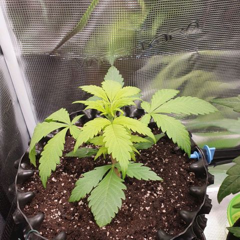 Banana Purple Punch Auto growlog photo: Die Blätter sind gelblich, wie bei dem letzten Grow dieser Sorte.
Könnte Magnesium Mängel sein.
Der Pflanztopf scheint mit 9 l auch zu klein.
Besser wären 11l. !!!!!Wichtig für das nächste Mal, mindestens 11l für Automatische Samen.
Dann kann die Pflanze ein gesundes Wurzelwerk bilden.