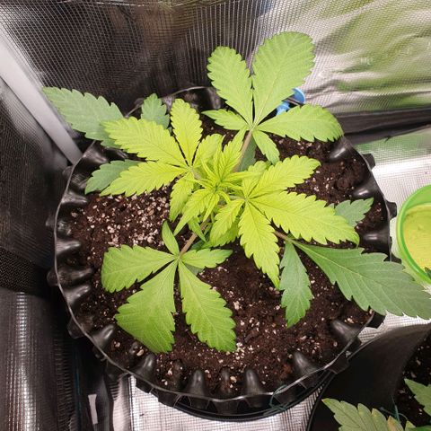 Banana Purple Punch Auto growlog photo: Die Blätter sind gelblich, wie bei dem letzten Grow dieser Sorte.
Könnte Magnesium Mängel sein.
Der Pflanztopf scheint mit 9 l auch zu klein.
Besser wären 11l. !!!!!Wichtig für das nächste Mal, mindestens 11l für Automatische Samen.
Dann kann die Pflanze ein gesundes Wurzelwerk bilden.