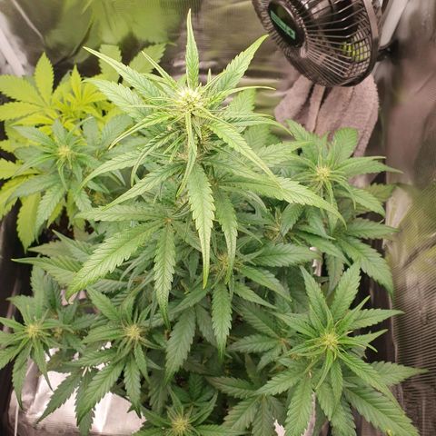 Gorilla Cookies Auto growlog photo: Kleine Buds....