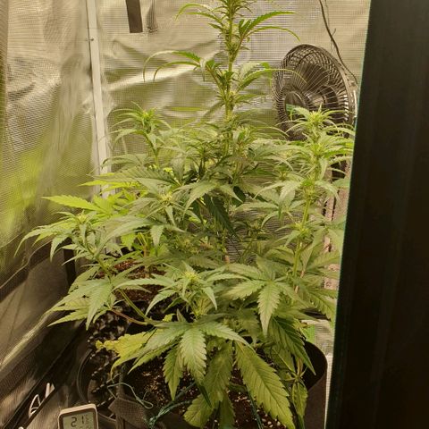 Gorilla Cookies Auto growlog photo: Kleine Buds....