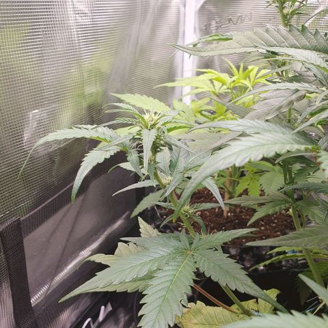 Gorilla Cookies Auto growlog photo: Kleine Buds....