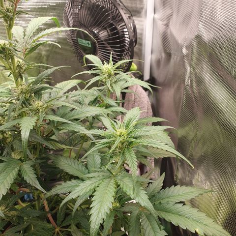 Gorilla Cookies Auto growlog photo: Kleine Buds....