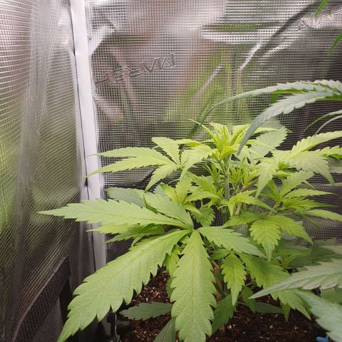Banana Purple Punch Auto growlog timeline photo