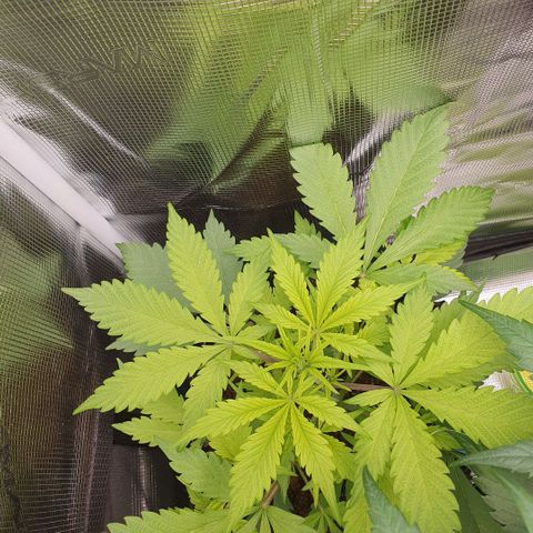 Banana Purple Punch Auto growlog timeline photo