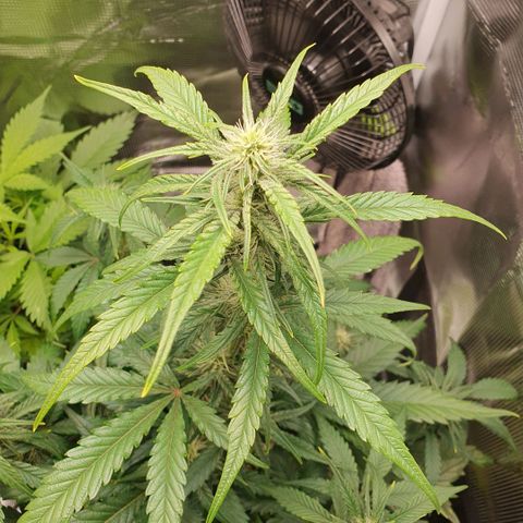 Gorilla Cookies Auto growlog timeline photo