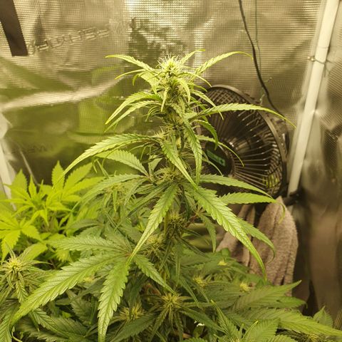 Gorilla Cookies Auto growlog timeline photo