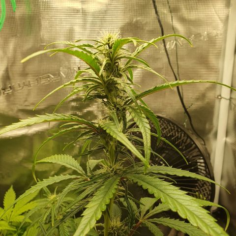 Gorilla Cookies Auto growlog timeline photo