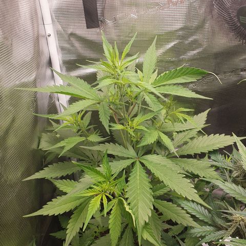 Banana Purple Punch Auto growlog timeline photo