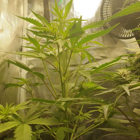 Banana Purple Punch Auto growlog timeline photo