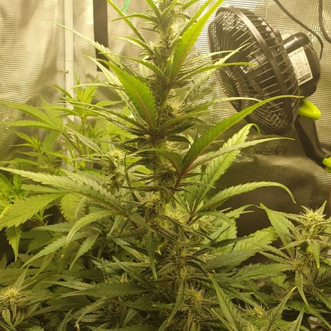 Gorilla Cookies Auto growlog timeline photo