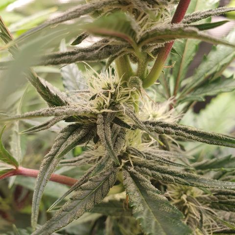 Gorilla Cookies Auto growlog timeline photo