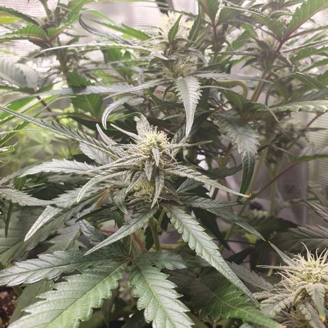 Gorilla Cookies Auto growlog timeline photo
