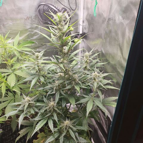 Gorilla Cookies Auto growlog timeline photo