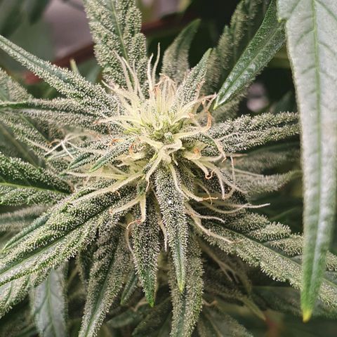 Gorilla Cookies Auto growlog timeline photo