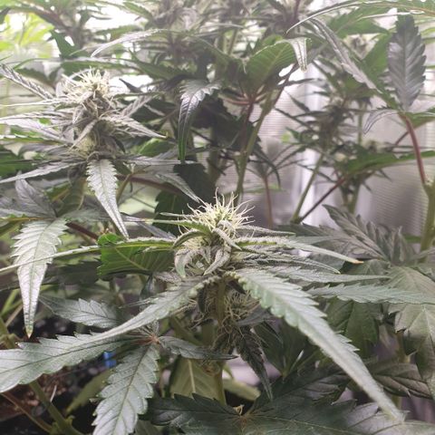 Gorilla Cookies Auto growlog timeline photo