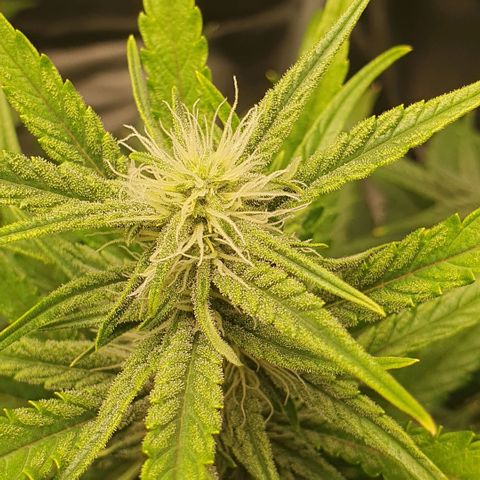 Gorilla Cookies Auto growlog timeline photo