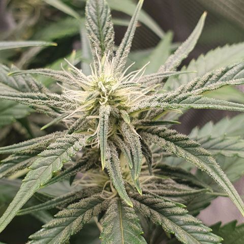 Gorilla Cookies Auto growlog timeline photo