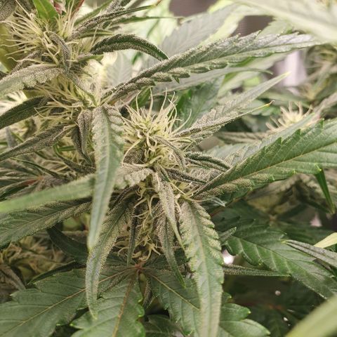 Gorilla Cookies Auto growlog timeline photo