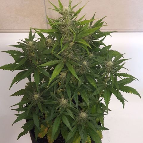 Gorilla Cookies Auto growlog timeline photo