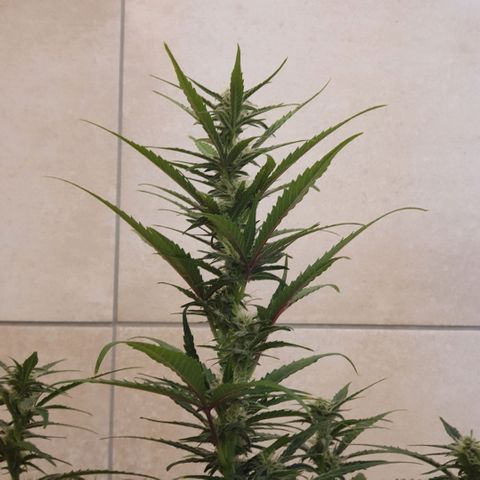 Gorilla Cookies Auto growlog timeline photo