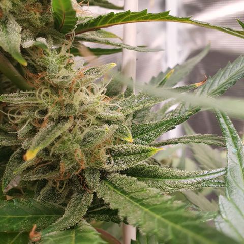 Gorilla Cookies Auto growlog timeline photo