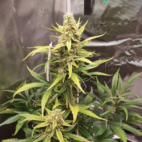 Gorilla Cookies Auto growlog timeline photo