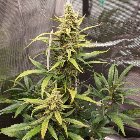 Gorilla Cookies Auto growlog timeline photo