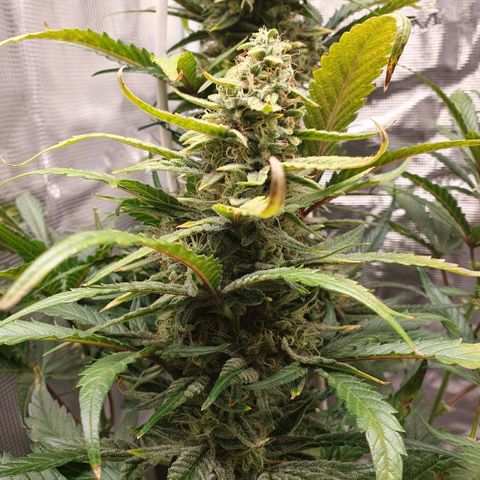 Gorilla Cookies Auto growlog timeline photo