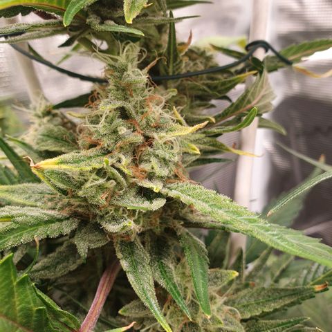 Gorilla Cookies Auto growlog timeline photo
