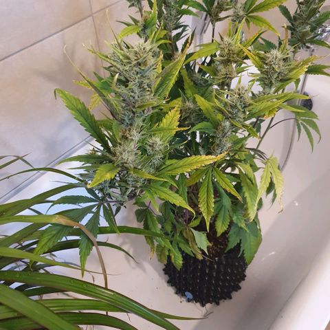 Banana Purple Punch Auto growlog timeline photo