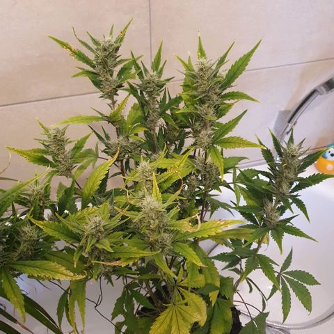 Banana Purple Punch Auto growlog timeline photo