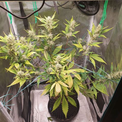 Banana Purple Punch Auto growlog timeline photo