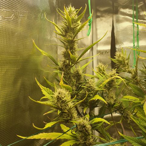 Banana Purple Punch Auto growlog timeline photo