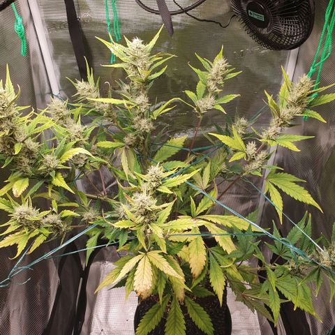 Banana Purple Punch Auto growlog timeline photo