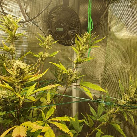 Banana Purple Punch Auto growlog timeline photo