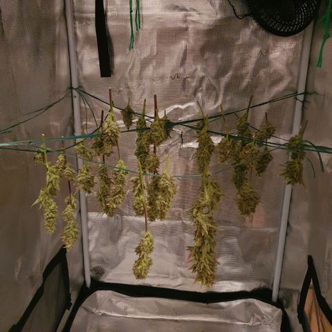 Banana Purple Punch Auto growlog photo: Hoffe es schmeckt..😉😁
