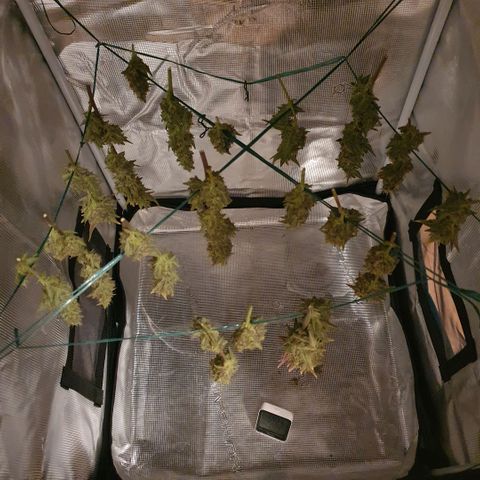 Banana Purple Punch Auto growlog photo: Hoffe es schmeckt..😉😁