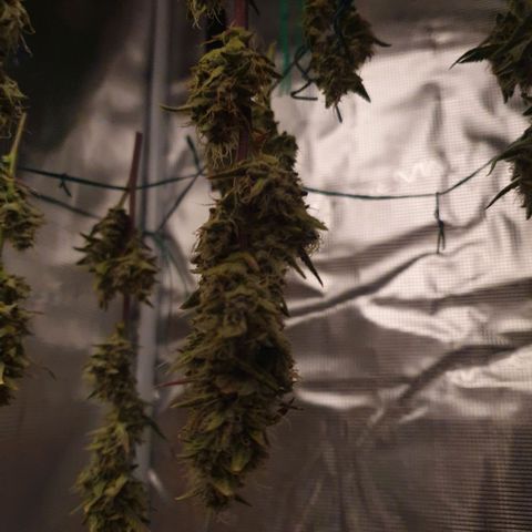 Banana Purple Punch Auto growlog photo: Hoffe es schmeckt..😉😁