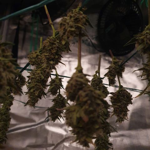 Banana Purple Punch Auto growlog photo: Hoffe es schmeckt..😉😁