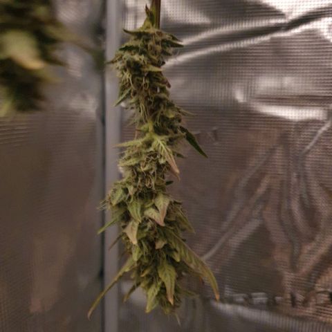 Banana Purple Punch Auto growlog photo: Hoffe es schmeckt..😉😁