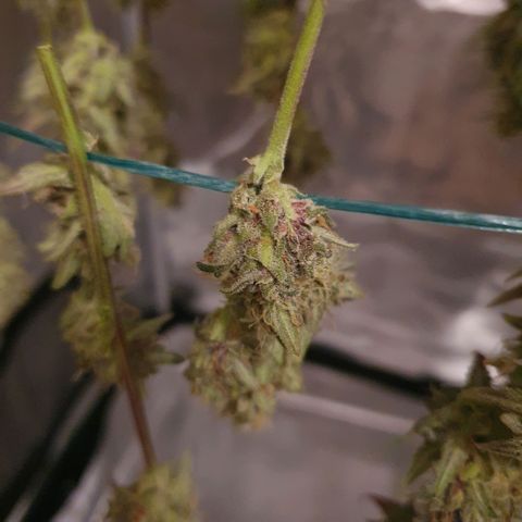 Banana Purple Punch Auto growlog photo: Hoffe es schmeckt..😉😁