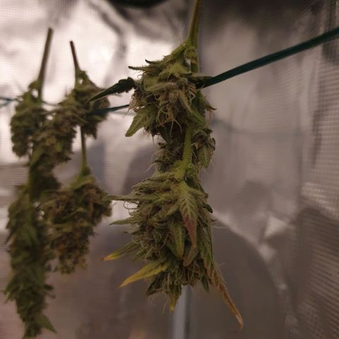 Banana Purple Punch Auto growlog photo: Hoffe es schmeckt..😉😁