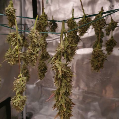 Banana Purple Punch Auto growlog photo: Hoffe es schmeckt..😉😁
