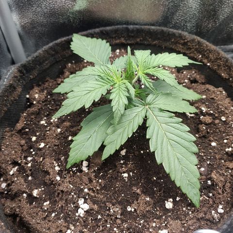 Royal AK Automatic growlog timeline photo