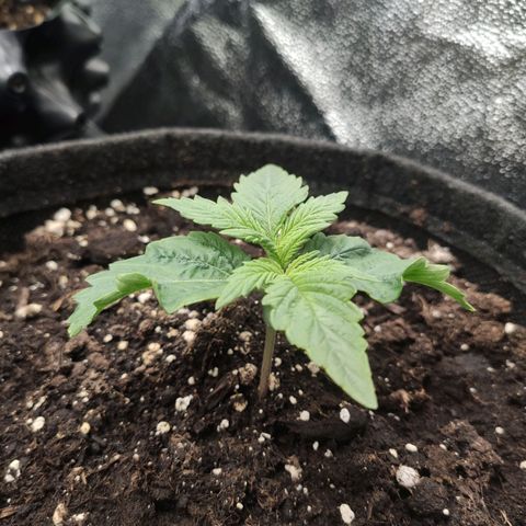 Purplematic CBD growlog timeline photo