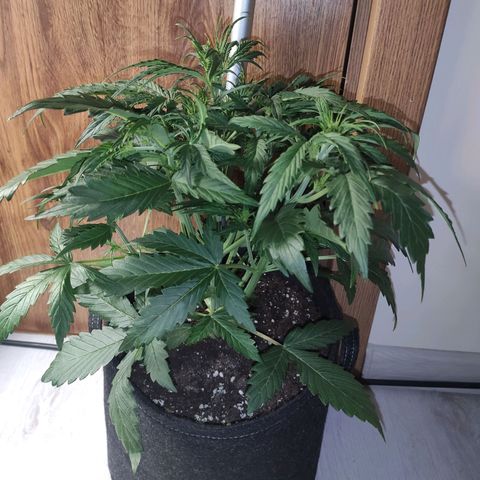 Royal AK Automatic growlog timeline photo