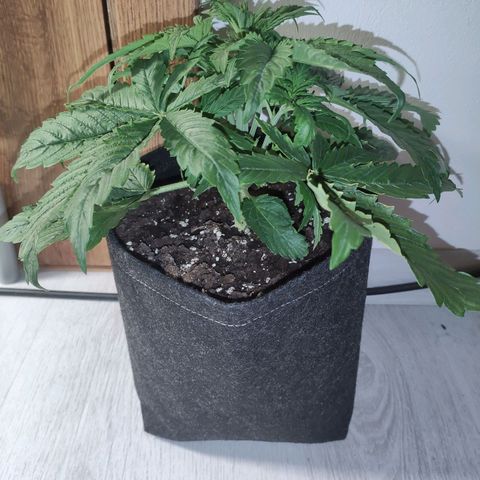 Purplematic CBD growlog timeline photo