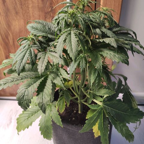 Purplematic CBD growlog timeline photo