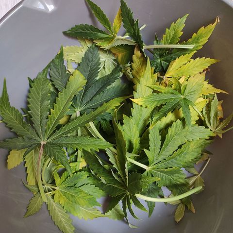 Royal AK Automatic growlog photo: cut big lower leaves with low light availability